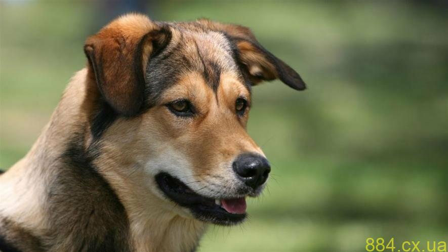 У Житомирі вдруге відбудеться виставка безпородних песиків У Житомирі вдруге відбудеться виставка безпородних песиків