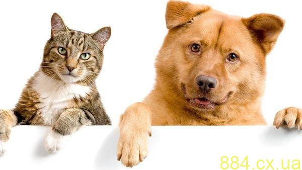 Не залишайте своїх домашніх улюбленців у помешканях, адже без вашої допомоги і турботи вони не можуть Не залишайте своїх домашніх улюбленців у помешканях, адже без вашої допомоги і турботи вони не можуть