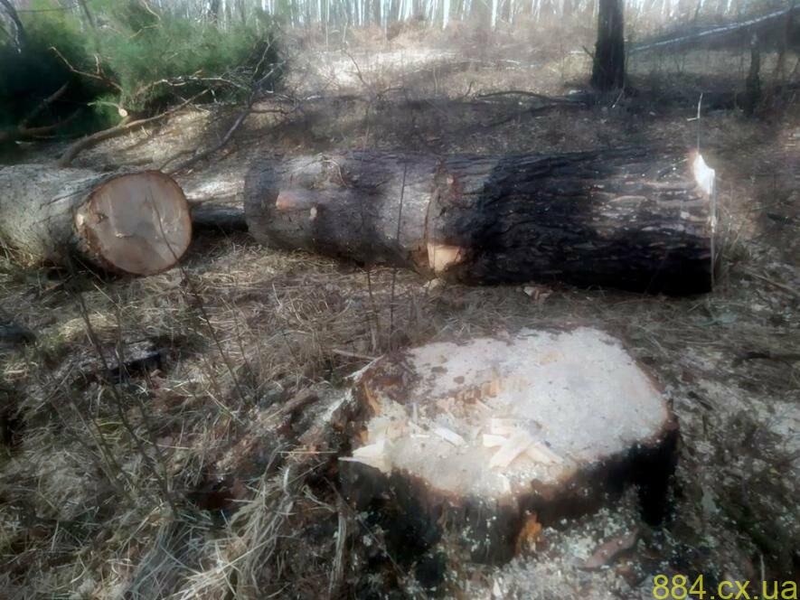 Під час війни дехто обкрадає рідну землю: в Ємільчинській громаді поліцейські викрили кілька фактів незаконних оборудок з лісом Під час війни дехто обкрадає рідну землю: в Ємільчинській громаді поліцейські викрили кілька фактів незаконних оборудок з лісом