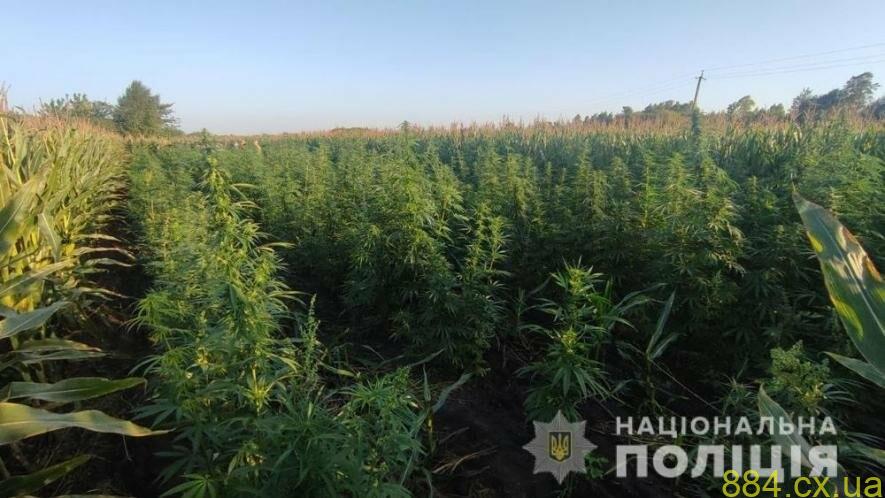 На Житомирщині правоохоронці ліквідували вже понад 9 тисяч нарковмісних рослин: порівну маку і коноплі На Житомирщині правоохоронці ліквідували вже понад 9 тисяч нарковмісних рослин: порівну маку і коноплі