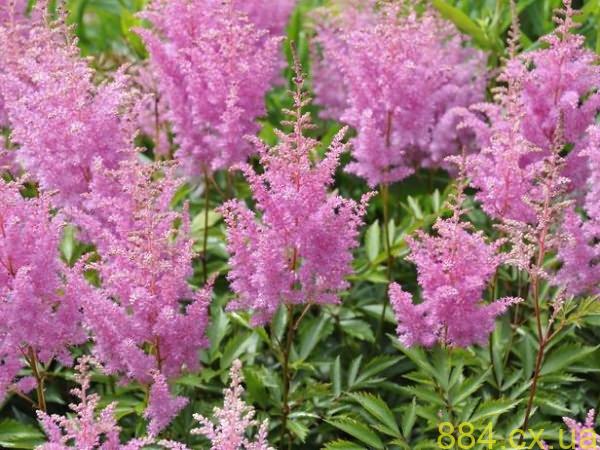 Подготовка популярных многолетних цветов к зиме Подготовка популярных многолетних цветов к зиме