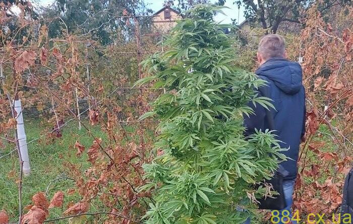 Попільнянські поліцейські викрили двох чоловіків у незаконному поводженні з наркотичними засобами Попільнянські поліцейські викрили двох чоловіків у незаконному поводженні з наркотичними засобами