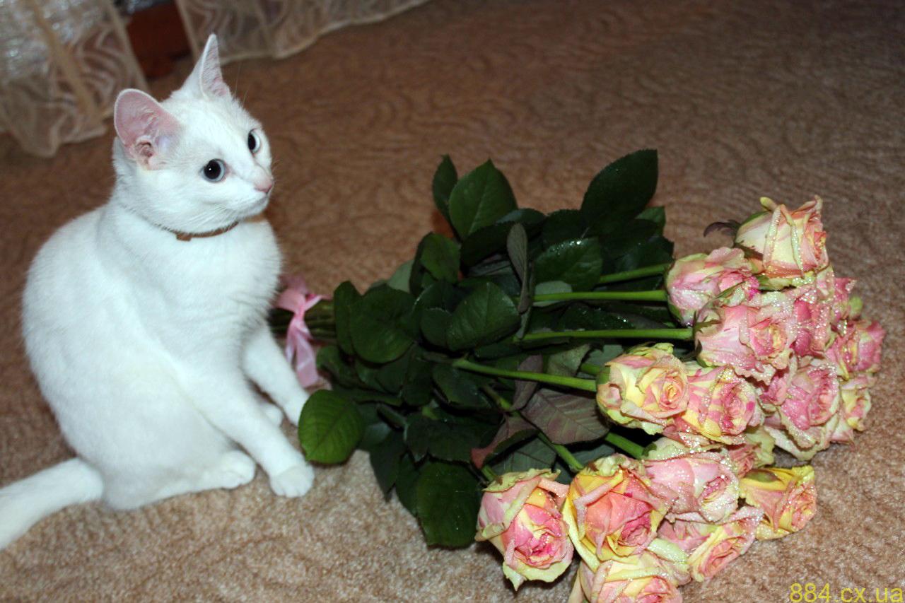 Как сохранить свежесть цветов в букете? Как сохранить свежесть цветов в букете?