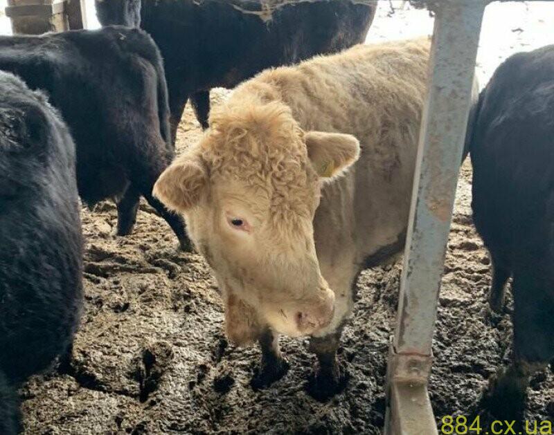 Житомирщина: Слідчі поліції оголосили підозри трьом службовцям у зловживаннях на мільйони, — ВІДЕО Житомирщина: Слідчі поліції оголосили підозри трьом службовцям у зловживаннях на мільйони, — ВІДЕО