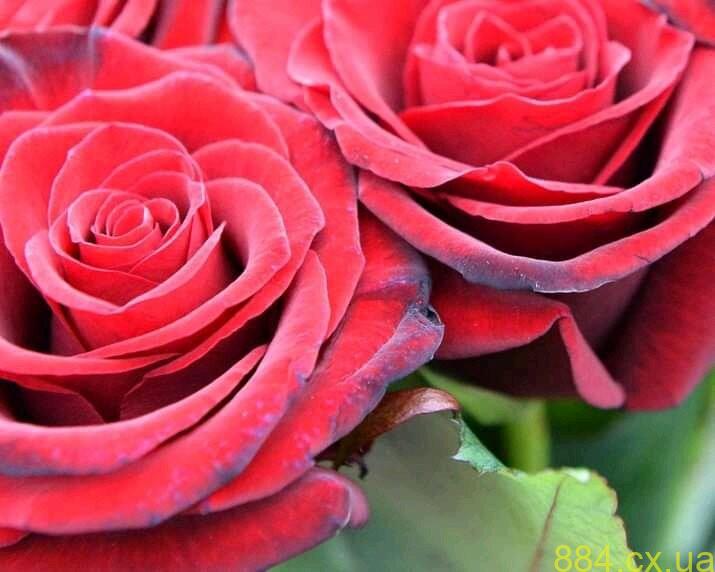 Загинув у бою за Україну: Житомир попрощався з Героєм Іваном Захарчуком Загинув у бою за Україну: Житомир попрощався з Героєм Іваном Захарчуком