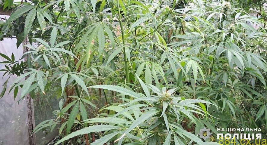 Житомирські дільничні офіцери поліції виявили посіви конопель у середмісті Житомирські дільничні офіцери поліції виявили посіви конопель у середмісті