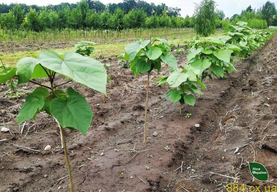 Лісівники не лише садять ліс, доглядають за ним та захищають від пожеж, але і дбайливо вирощують дерева у декоративних шкілках Лісівники не лише садять ліс, доглядають за ним та захищають від пожеж, але і дбайливо вирощують дерева у декоративних шкілках