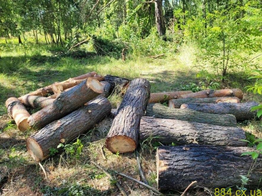 Охорона лісів від незаконних рубок Охорона лісів від незаконних рубок