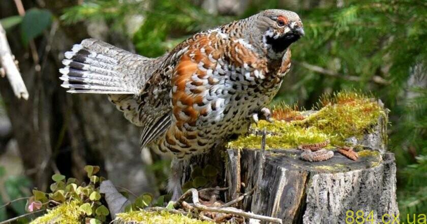 Скільки дикого птаства нарахували у мисливських угіддях Житомирщини? Скільки дикого птаства нарахували у мисливських угіддях Житомирщини?