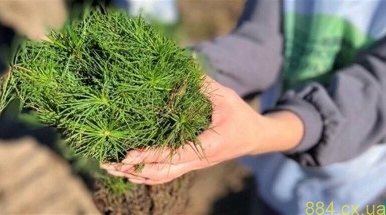 Лісівникам Житомирщини наголосили на безпечному виконанні робіт на висоті Лісівникам Житомирщини наголосили на безпечному виконанні робіт на висоті