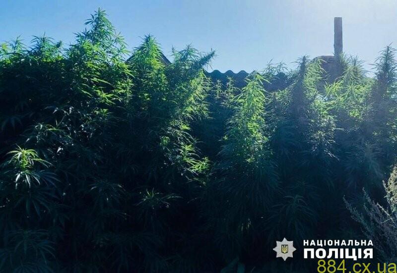 Поліцейські вилучили незаконні посіви маку та конопель з присадибних ділянок двох жителів Хорошівського району Поліцейські вилучили незаконні посіви маку та конопель з присадибних ділянок двох жителів Хорошівського району