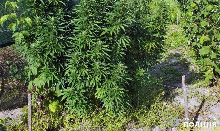 Поліцейські виявили насадження конопель у Коростенському районі Поліцейські виявили насадження конопель у Коростенському районі