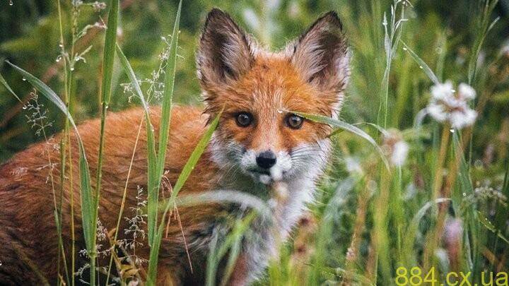 На Житомирщині стартує осіння кампанія пероральної вакцинації диких м’ясоїдних від сказу На Житомирщині стартує осіння кампанія пероральної вакцинації диких м’ясоїдних від сказу