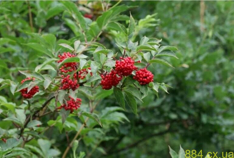 Отруйні ягоди, які несуть небезпеку! Отруйні ягоди, які несуть небезпеку!