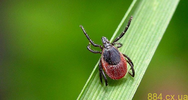 Кліщі – ворог №1 у лісі: що роблять лісівники для свого захисту Кліщі – ворог №1 у лісі: що роблять лісівники для свого захисту