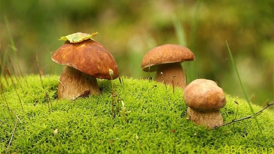 Грибний сезон: 8 правил, які збережуть життя Грибний сезон: 8 правил, які збережуть життя