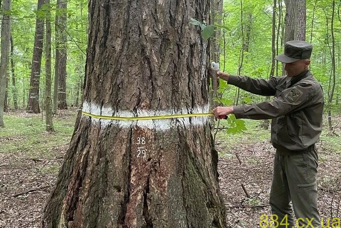 Міцний фундамент майбутніх насаджень: особливості роботи з плюсовими деревами Міцний фундамент майбутніх насаджень: особливості роботи з плюсовими деревами