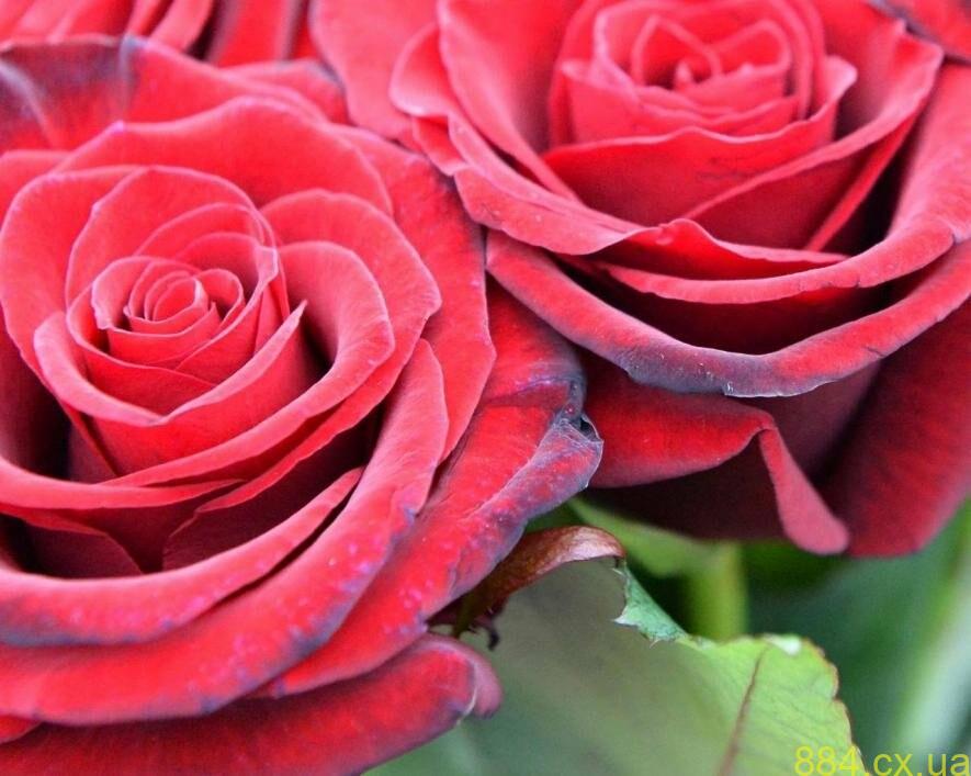 Героїчно загинули, захищаючи рідну країну: Житомир попрощався з Олегом Чередніченком та Дмитром Черноволом Героїчно загинули, захищаючи рідну країну: Житомир попрощався з Олегом Чередніченком та Дмитром Черноволом