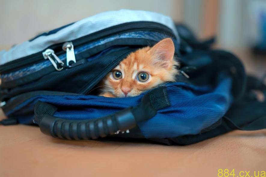 Що покласти у рюкзак школяра для комфортного перебування в укритті, — ІНФОГРАФІКА Що покласти у рюкзак школяра для комфортного перебування в укритті, — ІНФОГРАФІКА