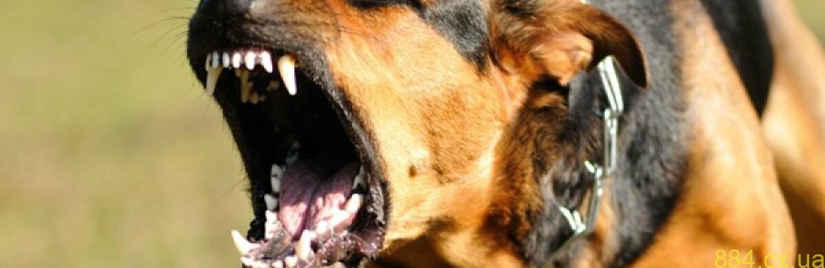 На Житомирщині домашній пес покусав господарів: тварина хворіла на сказ На Житомирщині домашній пес покусав господарів: тварина хворіла на сказ