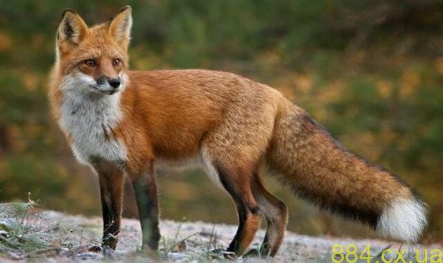 На Звягельщині завершили розповсюдження пероральної вакцини від сказу для диких хижаків На Звягельщині завершили розповсюдження пероральної вакцини від сказу для диких хижаків