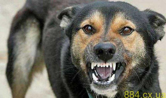 У селищі на Житомирщині зафіксовано випадок сказу: хворий пес загинув У селищі на Житомирщині зафіксовано випадок сказу: хворий пес загинув