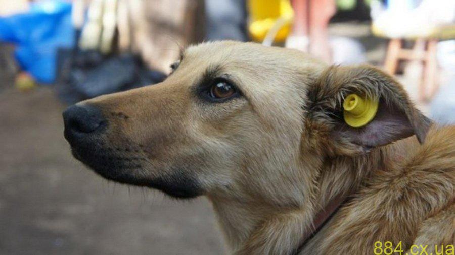 У смт Ємільчине 22 та 23 вересня ловитимуть безпритульних тварин для стерилізації та вакцинації У смт Ємільчине 22 та 23 вересня ловитимуть безпритульних тварин для стерилізації та вакцинації