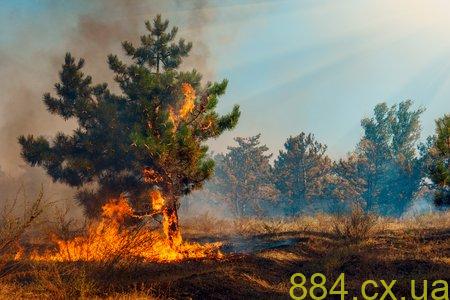 На Звягельщині горіла соснова посадка На Звягельщині горіла соснова посадка