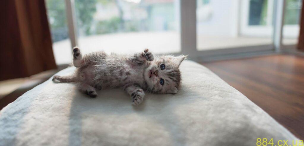 Как подготовить дом к появлению щенка или котенка? Как подготовить дом к появлению щенка или котенка?