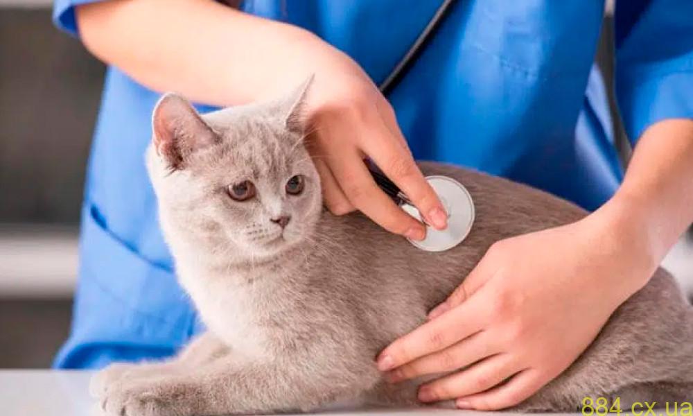 Основні стандарти та вимоги до ветеринарної медицини в Україні Основні стандарти та вимоги до ветеринарної медицини в Україні