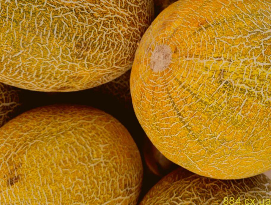 Выращивание дыни в теплице Выращивание дыни в теплице