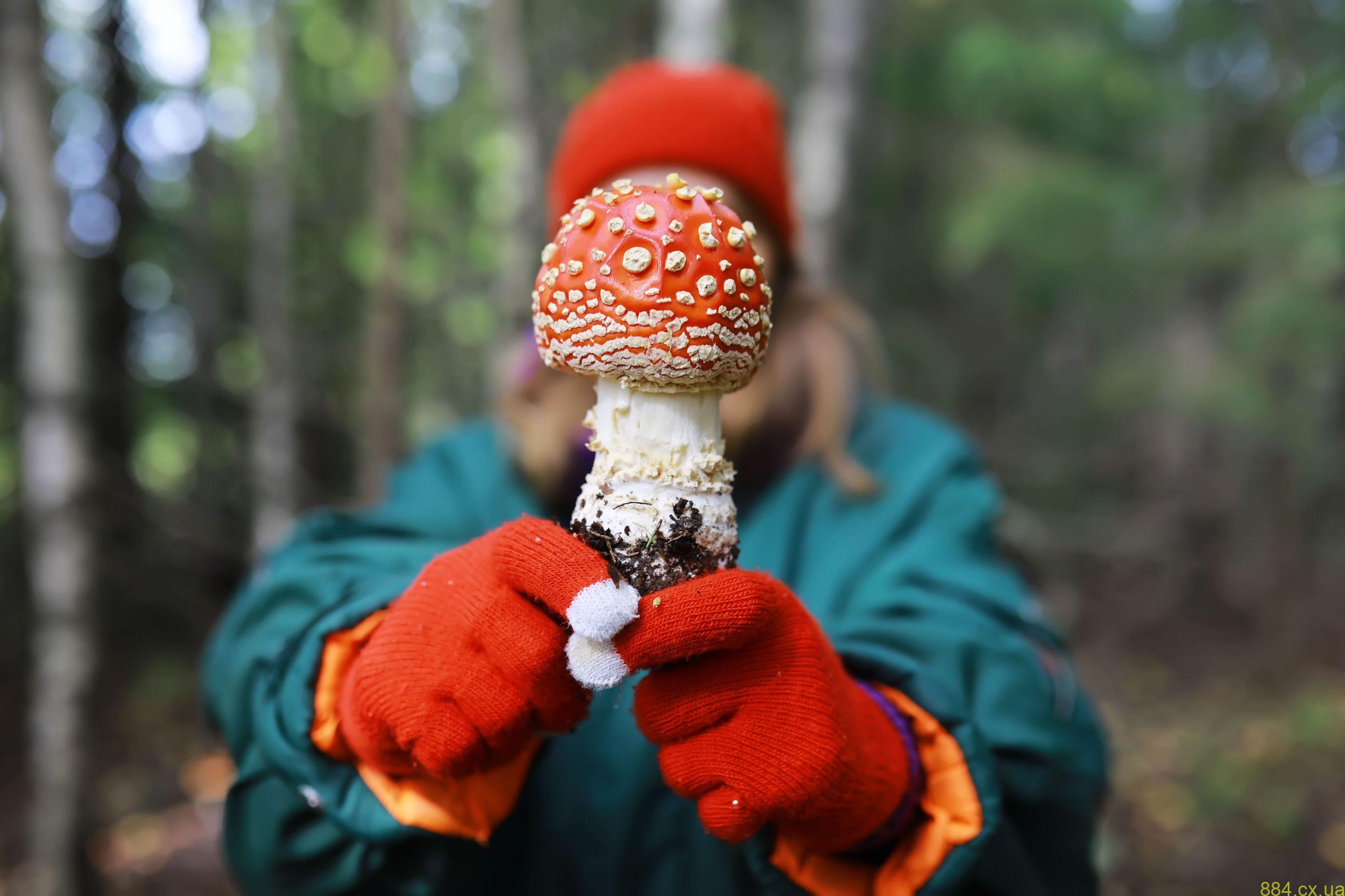 Сушеные мухоморы в современной культуре: от традиций к осознанности